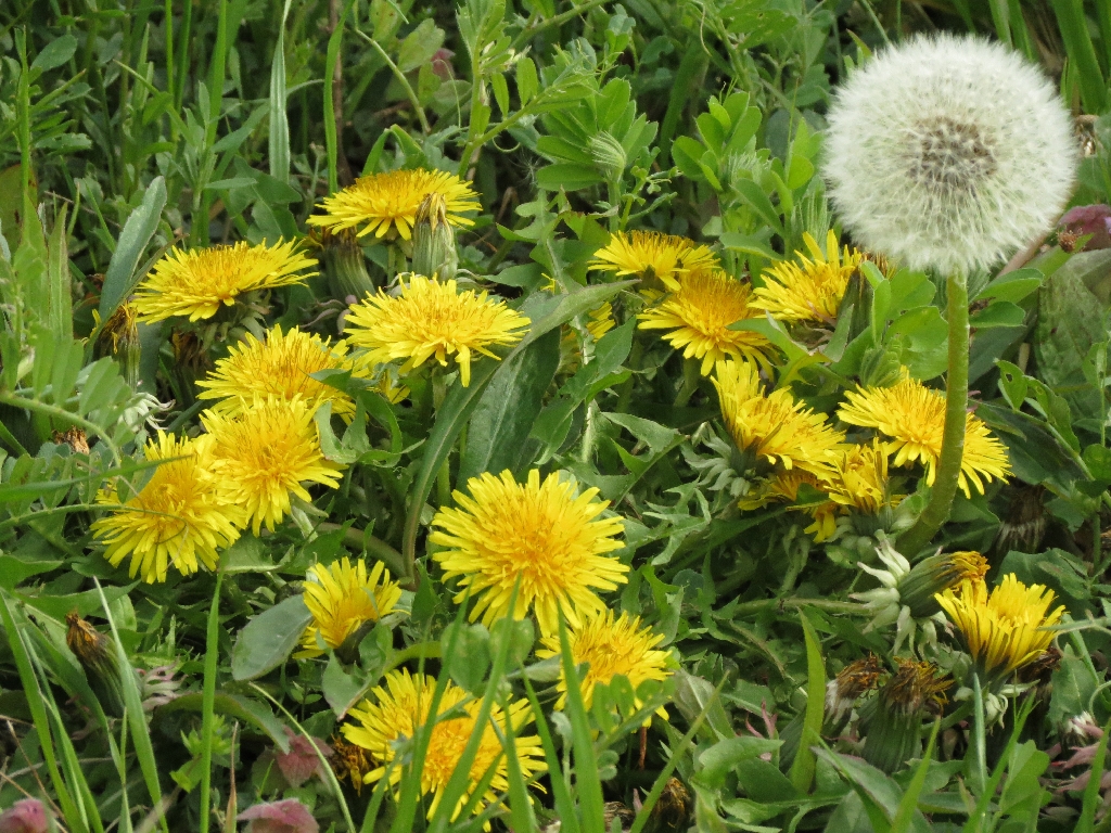 Tanpopo